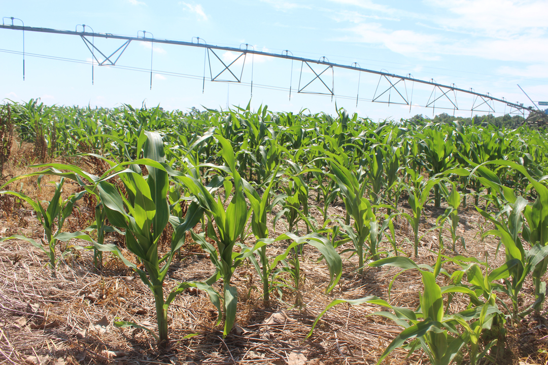 Corn Sussex County Delaware farm