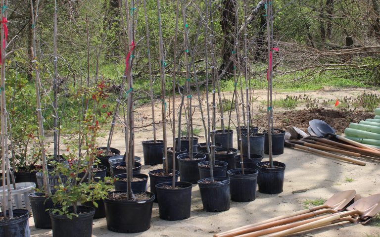 trees